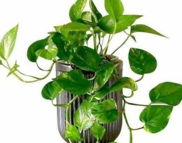با این گیاهان مخصوص آپارتمان به خانه خود جان ببخشید