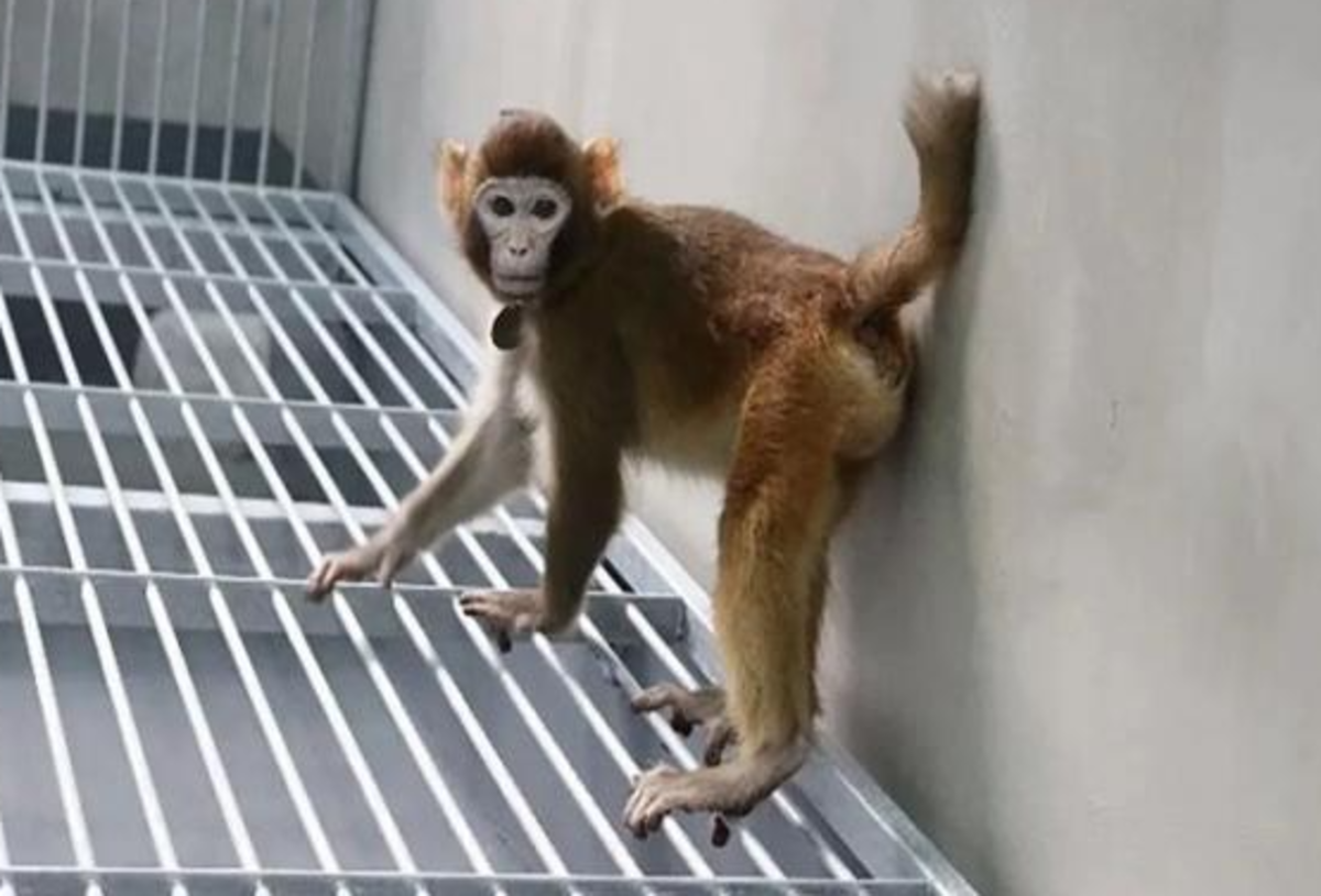 جزئیاتی در مورد اولین میمون شبیه سازی شده