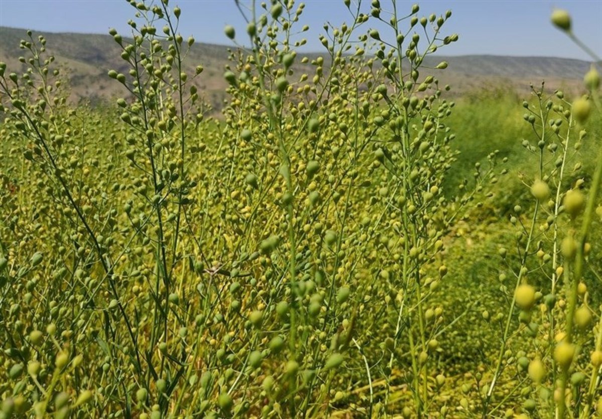 ۱۰ میلیارد تومان از مطالبات کاملیناکاران لرستان پرداخت نشد