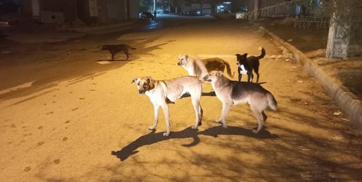 جمع‌آوری ۴۰۰ قلاده سگ از سطح شهر شهرکرد