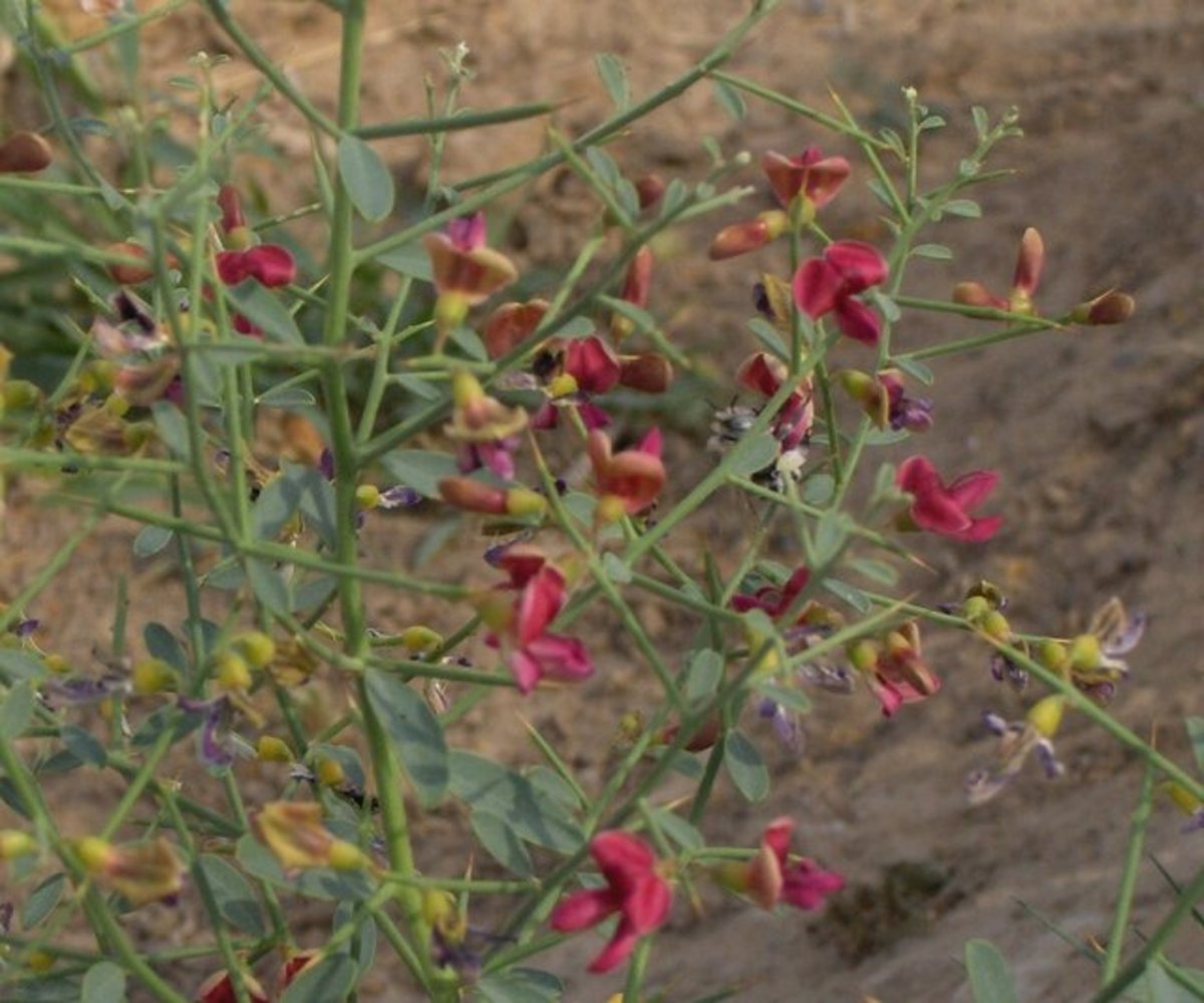 مصرف «خارشتر» به بهبود کدام بیماری‌ها کمک می‌کند؟