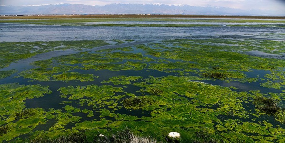بارندگی‌های اخیر تالاب صالحیه را احیا کرد