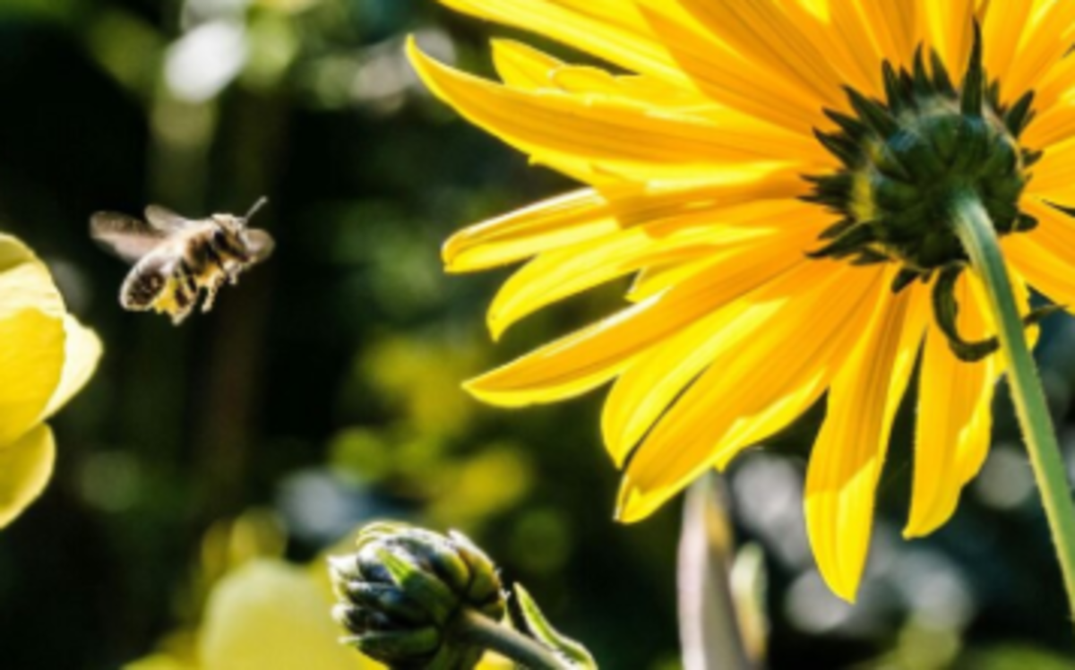 شبیه‌سازی رایانه‌ای برای ارتباط باستانی بین زنبور‌ها و گل‌ها