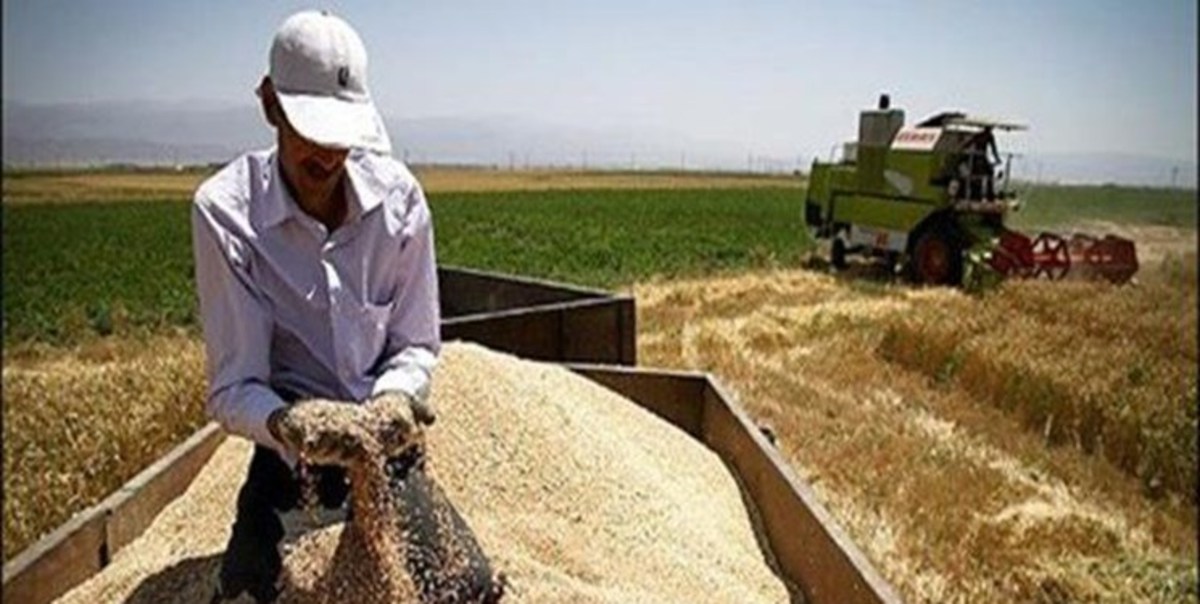 نرخ خرید تضمینی گندم اعلام شد