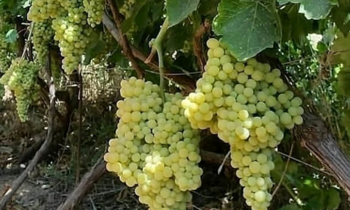 با این مواد خوراکی از شر دیابت راحت شوید