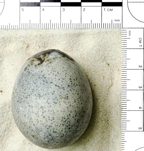 تخم مرغ خالدار باستانی با قدمت ۱۷۰۰ سال که هنوز سالم است!
