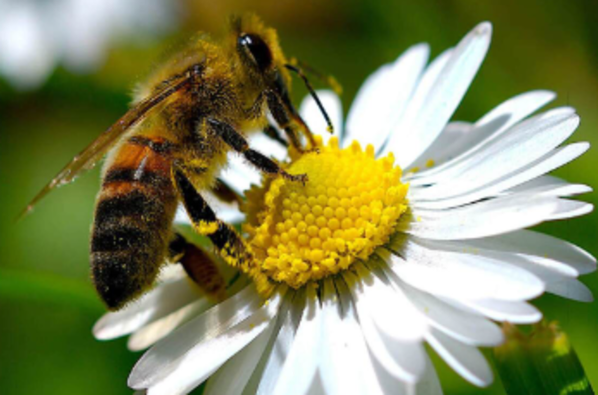 گل‌ها و زنبور‌ها چگونه همدیگر را پیدا میکنند؟