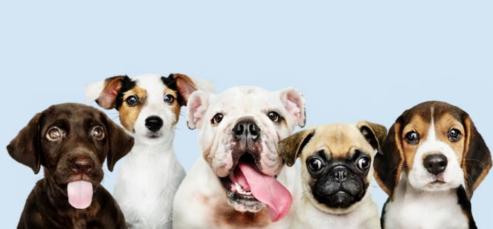 نژاد مختلف سگ‌ها و طول عمرشان چقدر است