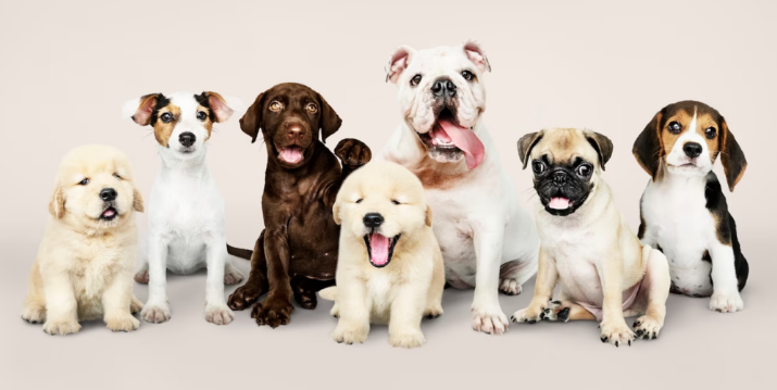 نژاد مختلف سگ‌ها و طول عمرشان چقدر است
