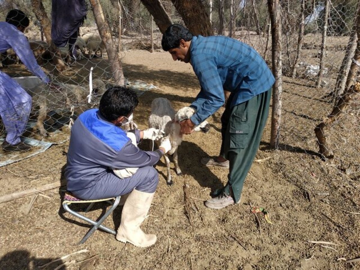 ارائه ۲۲۷ هزار خدمت دامپزشکی در سیستان و بلوچستان