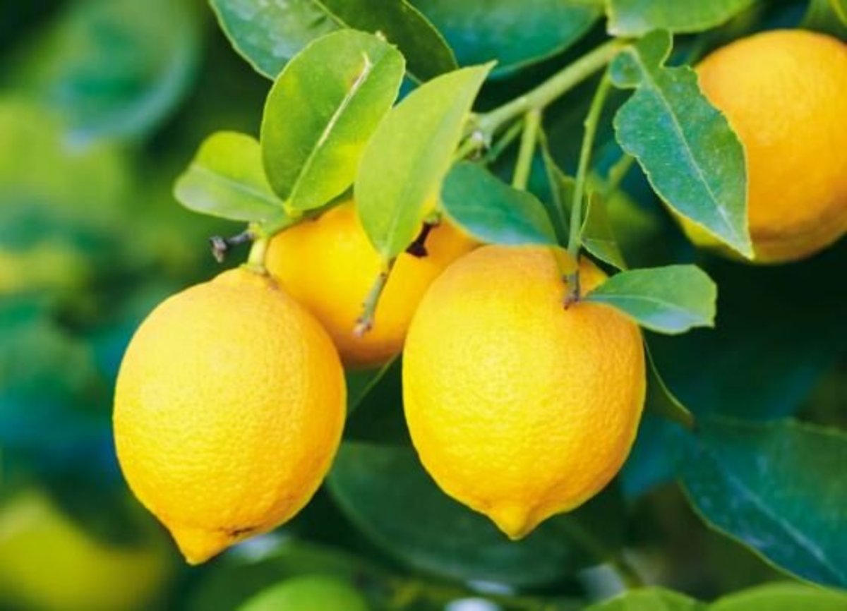  فواید لیمو برای سلامتی