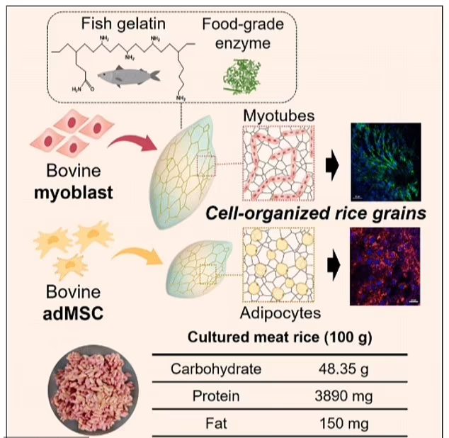 رشد سلول‌های گوشتی در دانه‌های برنج برای تولید یک غذای مقرون به صرفه و سازگار با محیط زیست