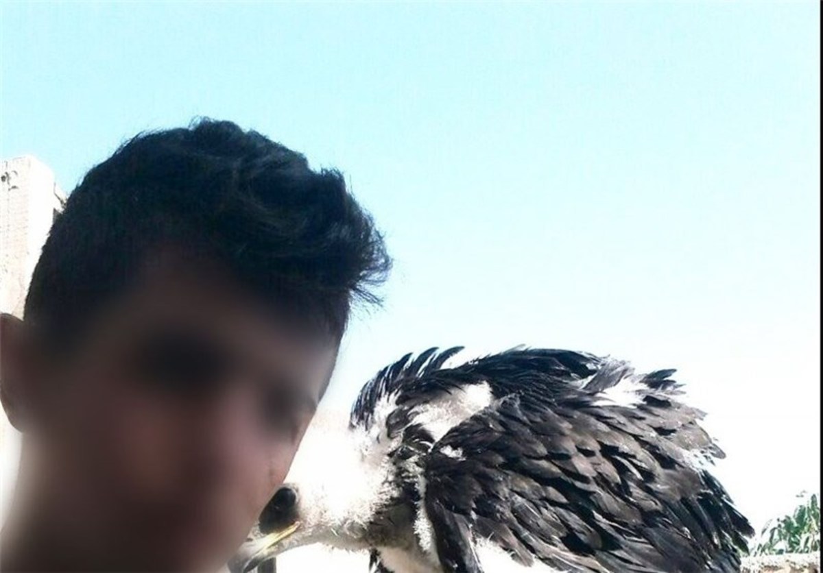 شکارچی 