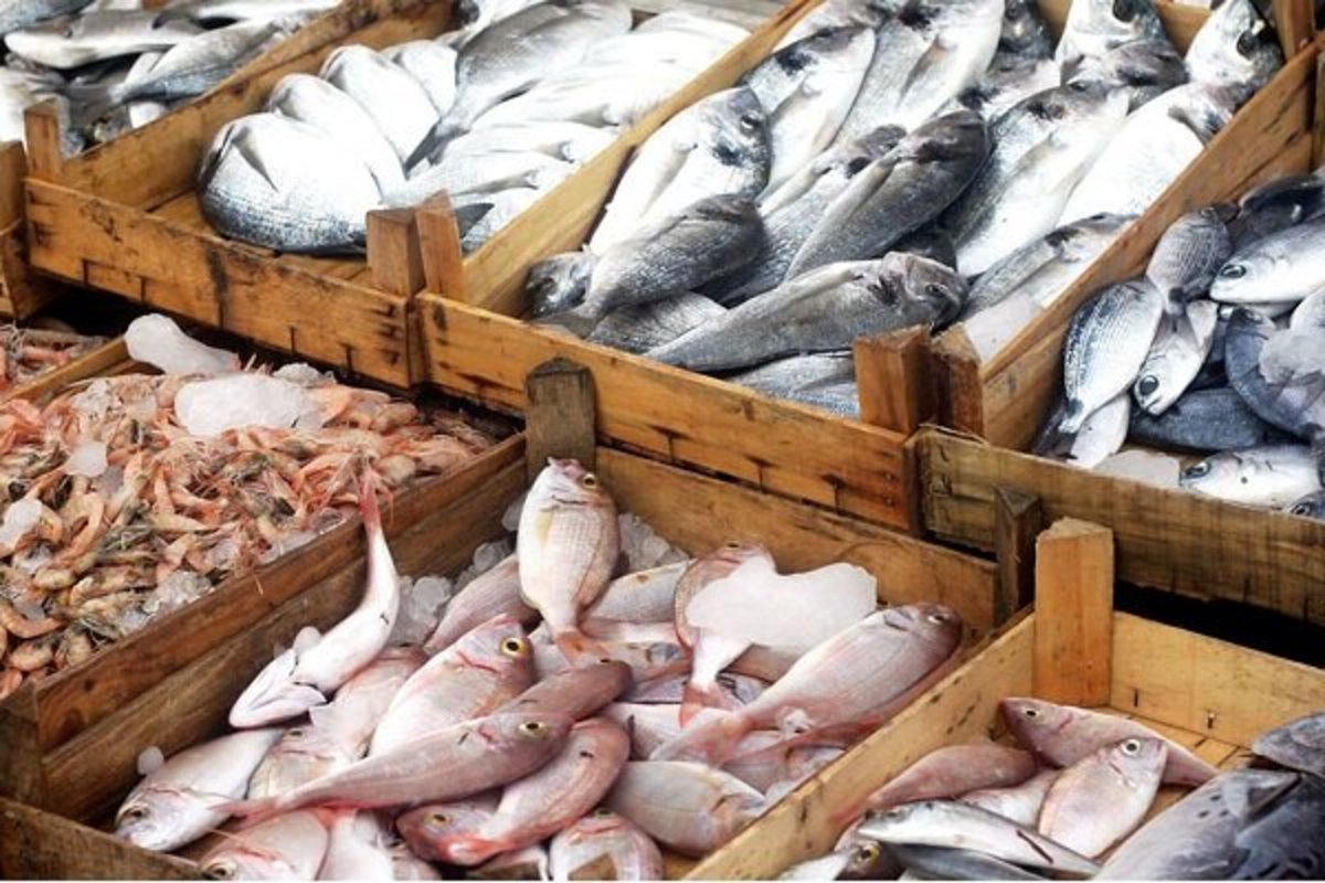 صادرات ۶۰۰ میلیون دلاری محصولات شیلات در سال گذشته/ ابلاغیه سیاست‌های توسعه‌ای دریامحور یک فرصت مغتنم است