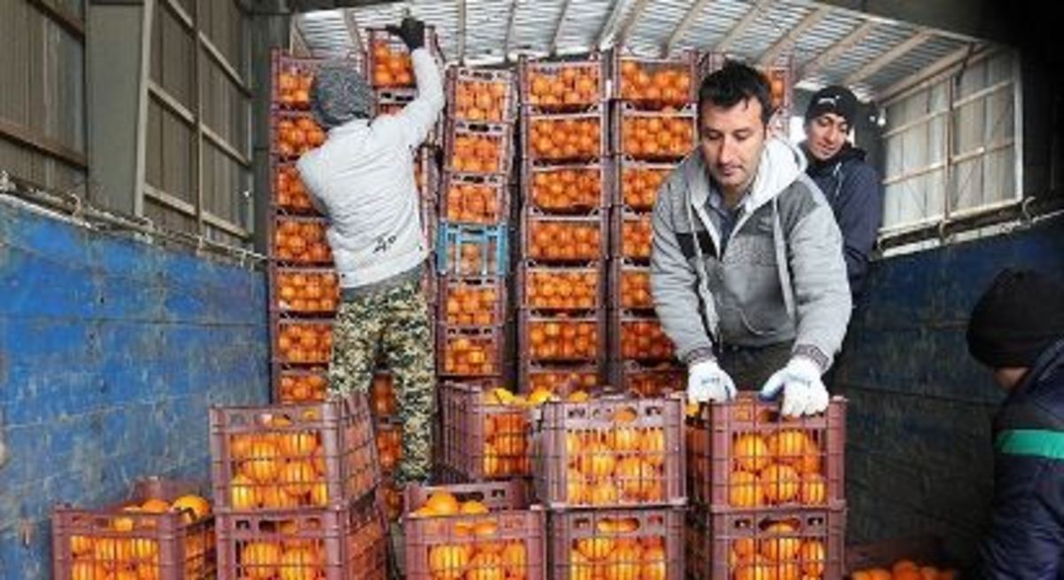 ذخیره‌سازی ۴۵۰ تن سیب و پرتقال برای شب عید کردستانی‌ها