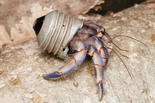تصاویر تکان‌دهنده از خرچنگ‌هایی که به جای صدف در آشغال‌های پلاستیکی زندگی می‌کنند