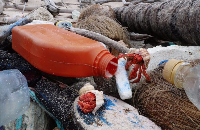 تصاویر تکان‌دهنده از خرچنگ‌هایی که به جای صدف در آشغال‌های پلاستیکی زندگی می‌کنند