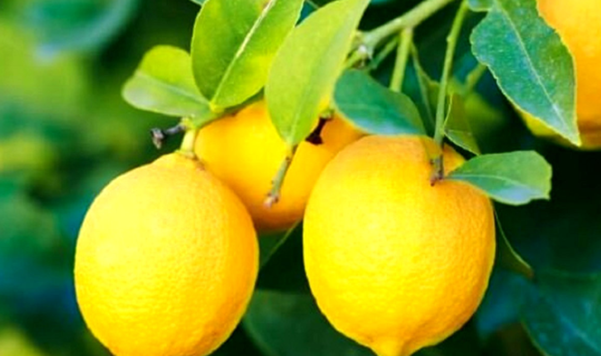 استفاده از لیمو چه خواصی دارد؟