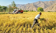 تازیانۀ تغییر اقلیم بر تن نحیف کشاورزی؛ سیلاب و هجوم آفات نباتی، معضل کشاورزان