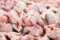 افزایش ۲۲ درصدی جوجه‌ریزی و تولید مرغ در کشور
