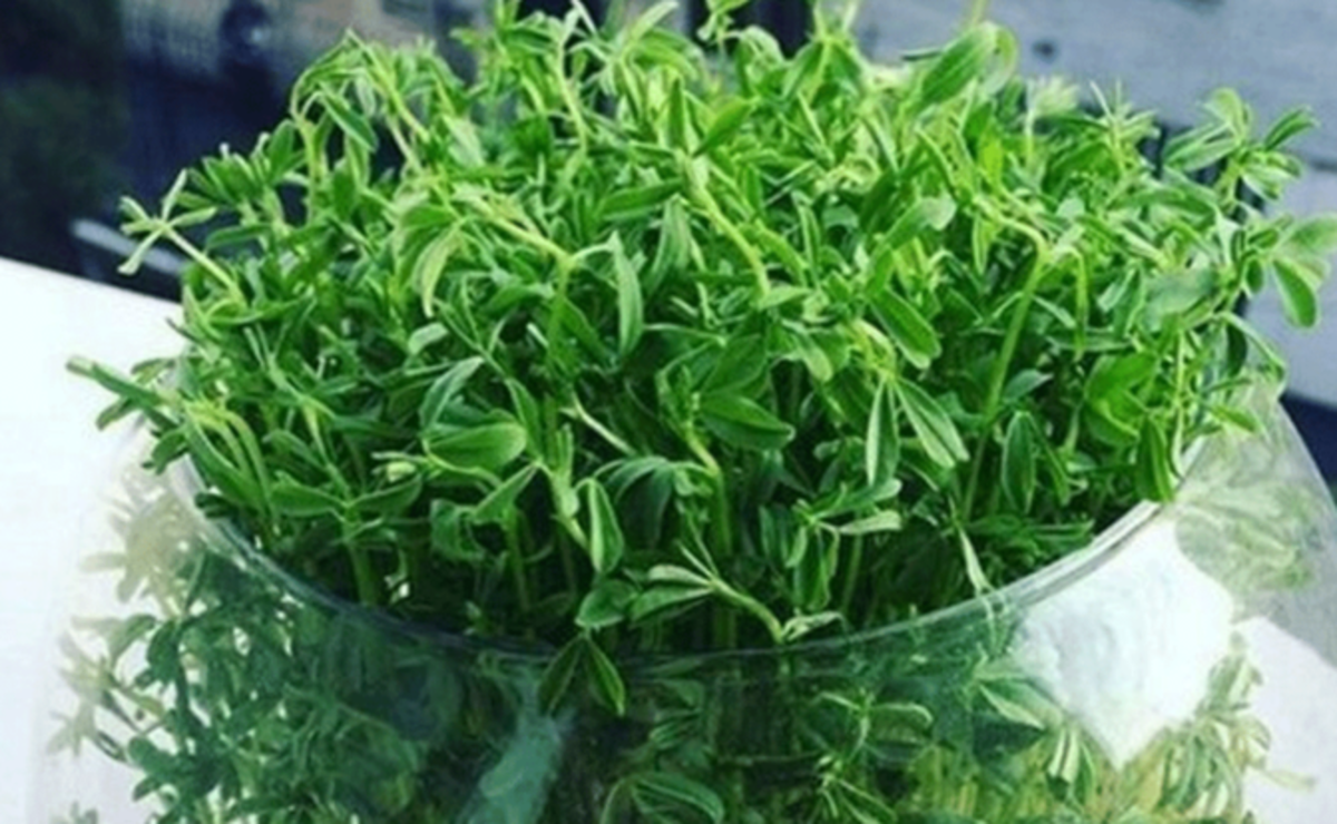 سبزه عیدت رو خاص و متفاوت بکار