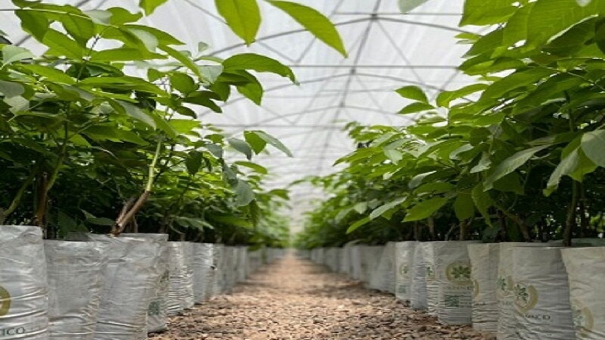 صادرات ۱۸ هزار اصله نهال گردو از قزوین به تاجیکستان