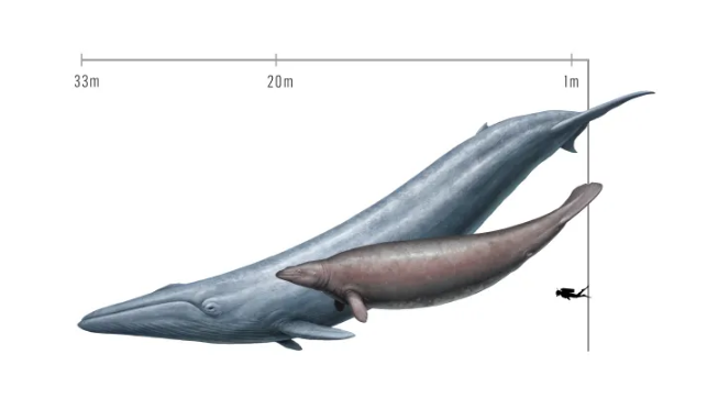 کشف موجود عظیم الچثه باستانی که دوبرابر نهنگ‌های امروزی بوده