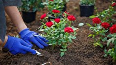 کشت ۱۵ هزار بوته گل رز در میدان اصلی شهر رزن
