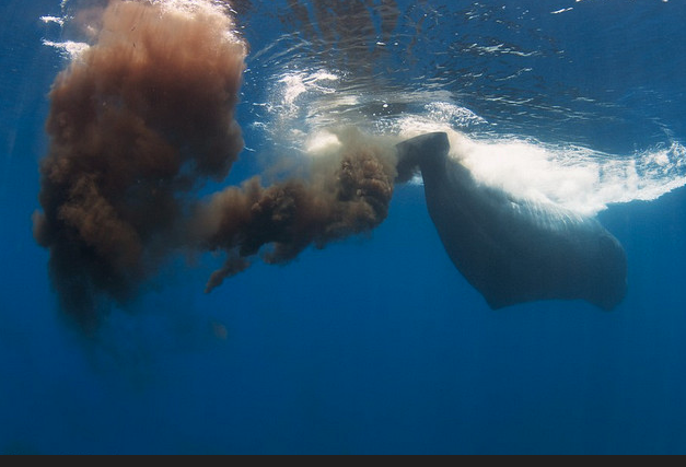 پروژه‌های جاه‌طلبانه برای مقابله با تغییرات اقلیمی با فضولات نهنگ!