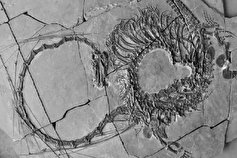 کشف فسیل ۲۴۰ میلیون ساله خزنده آبزی ملقب به «اژدها» در چین