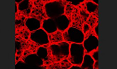 رگ‌های خونی آسیب‌دیده به کمک فناوری نانو ذرات ترمیم میشوند!