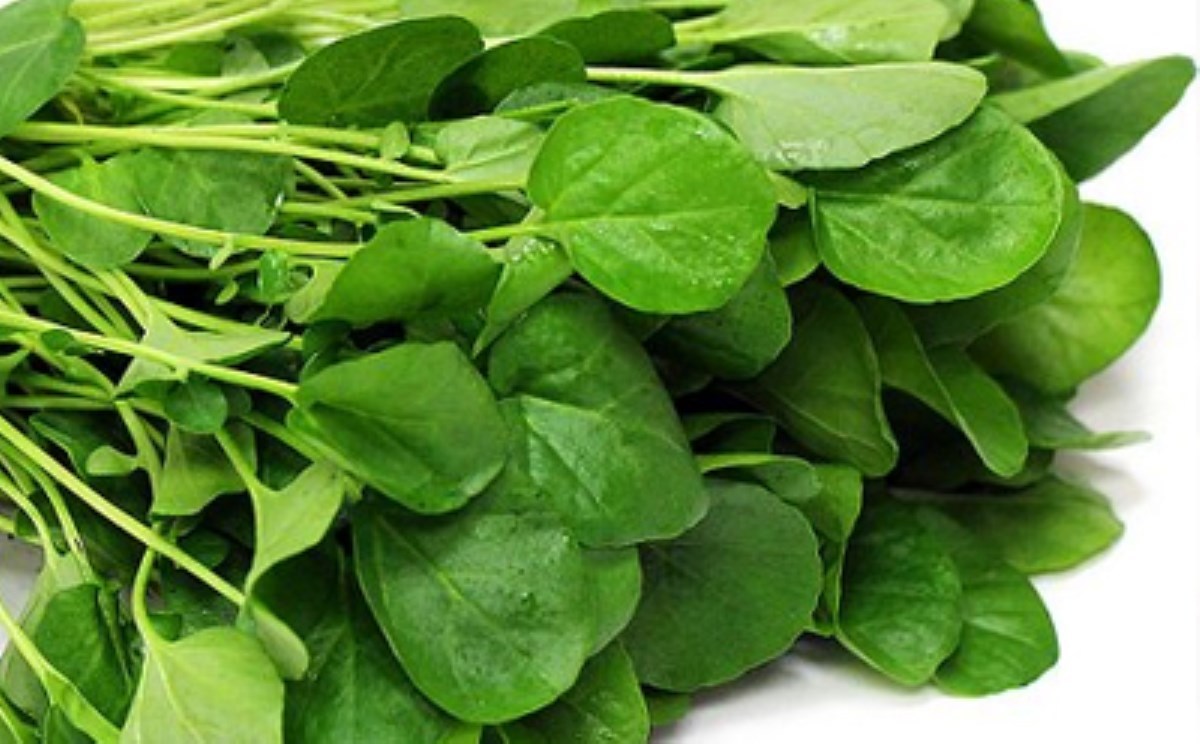 گیاهی سرشار از آنتی اکسیدان برای مبارزه با سرطان