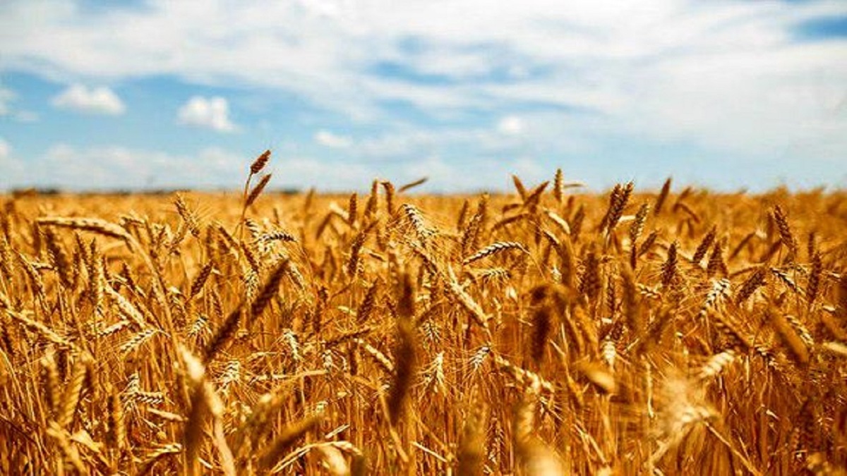 خرید تضمینی گندم به یک میلیون تن رسید