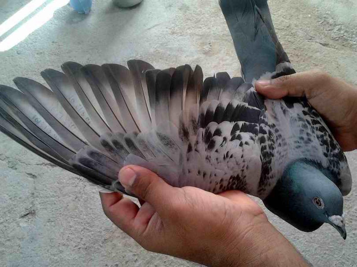جنایت خونین به خاطر دزدیده شدن کفترها