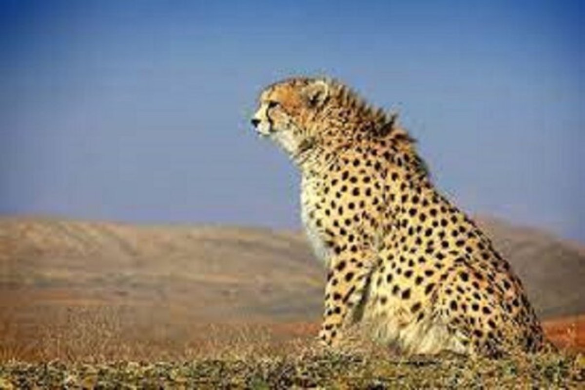 «ایران» توان بارداری دارد؟