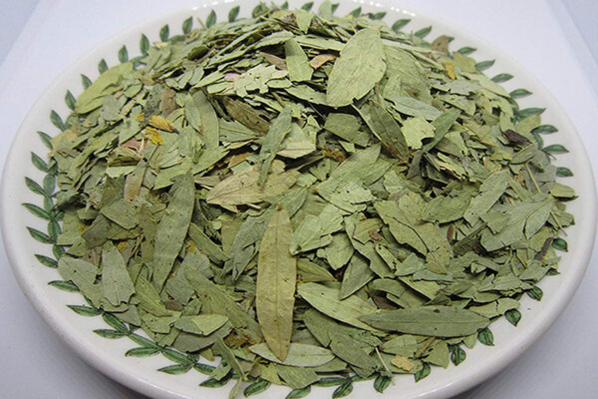 گیاه سنا با خواص اثرگذاری در دستگاه گوارش شناخته میشود