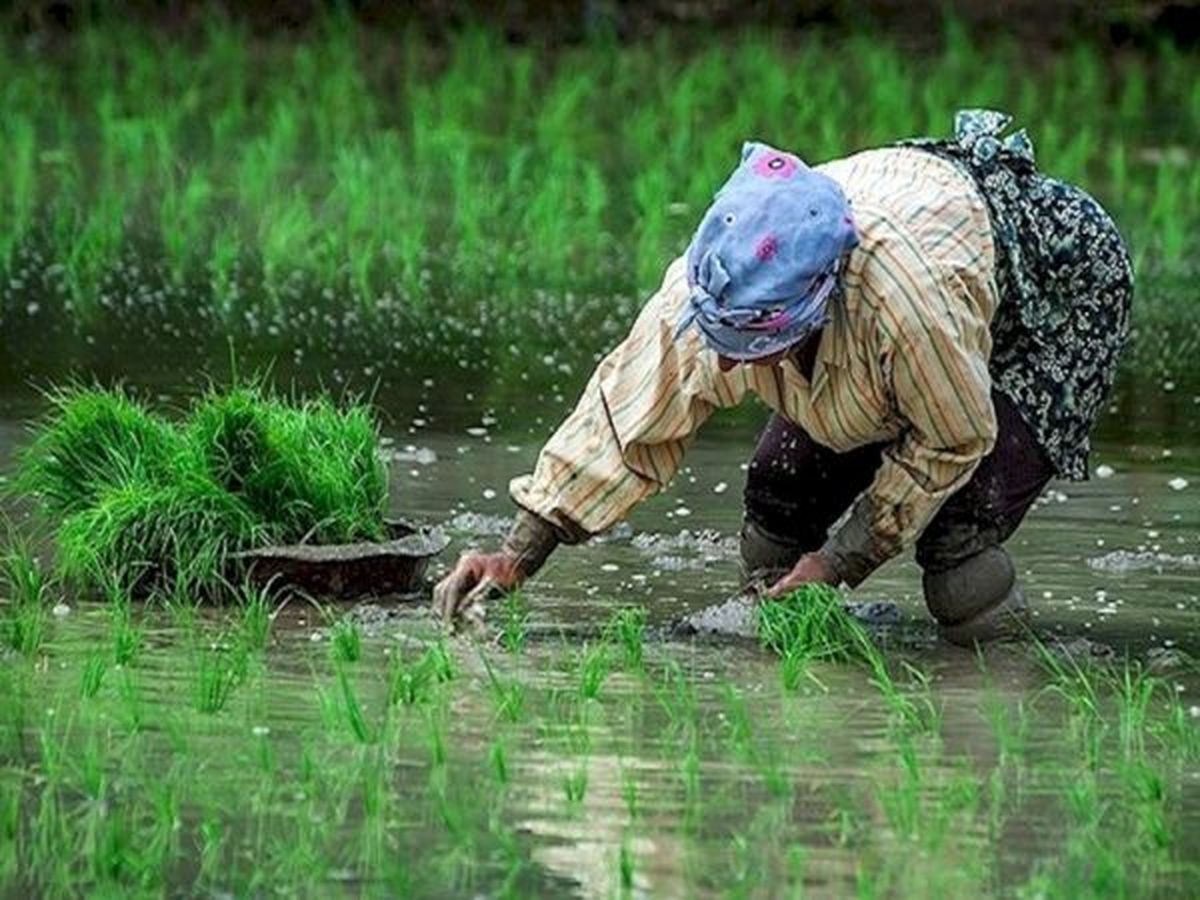 خرید حمایتی برنج مازاد شالیکاران