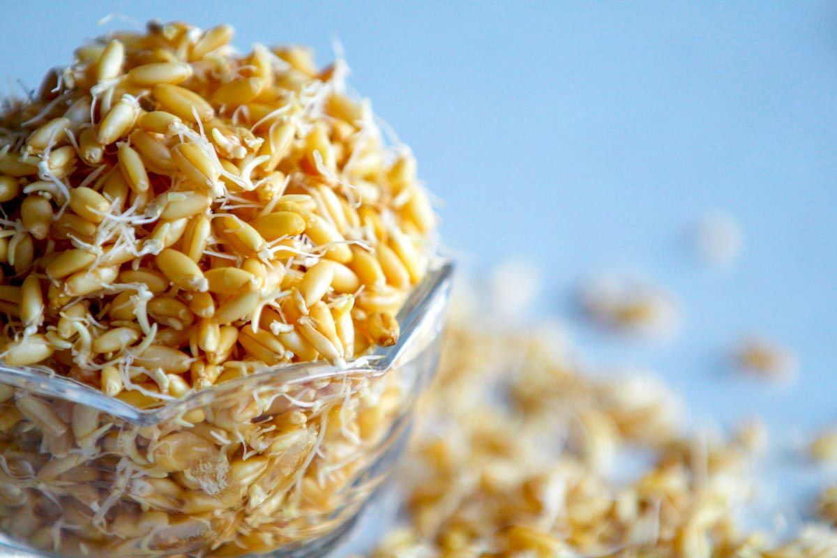 جلوگیری از پیری زودرس با گنجاندن پودر جوانه گندم در رژیم غذایی