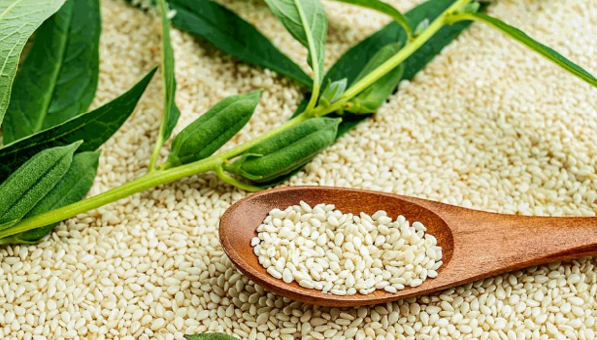 آیا تا بحال گیاه کنجد را دیده اید؟+عکس