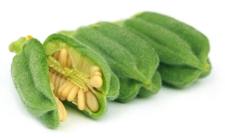آیا تا بحال گیاه کنجد را دیده اید؟+عکس