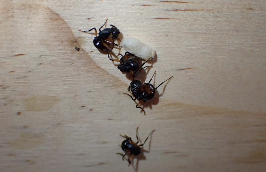 عجیب‌ترین استراتژی دفاعی این مورچه‌ها که دانشمندان را شگفت زده کرد