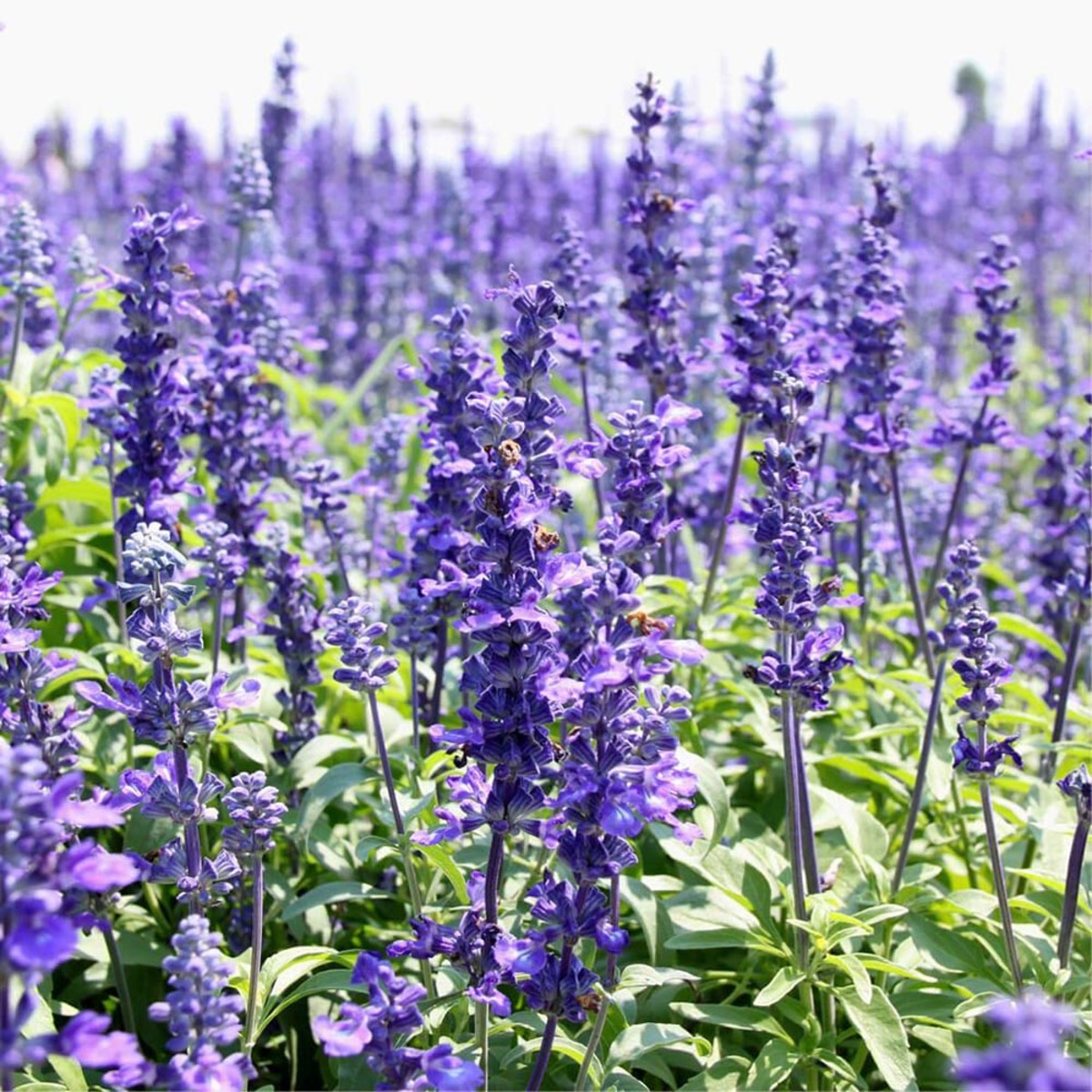 خواص درمانی زوفا از حل مشکلات کبدی تا رفع بی اشتهایی در بارداری