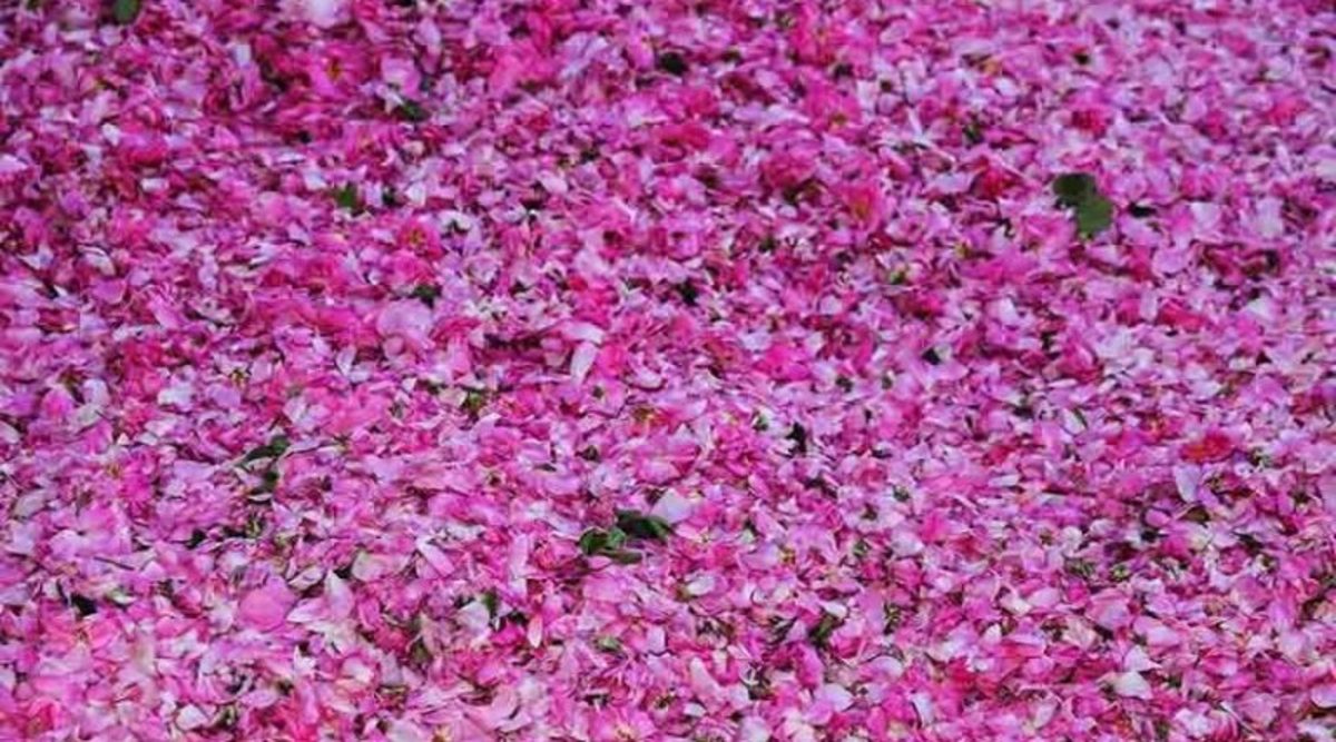 استشمام عطر گل محمدی روشی برای درمان افسردگی