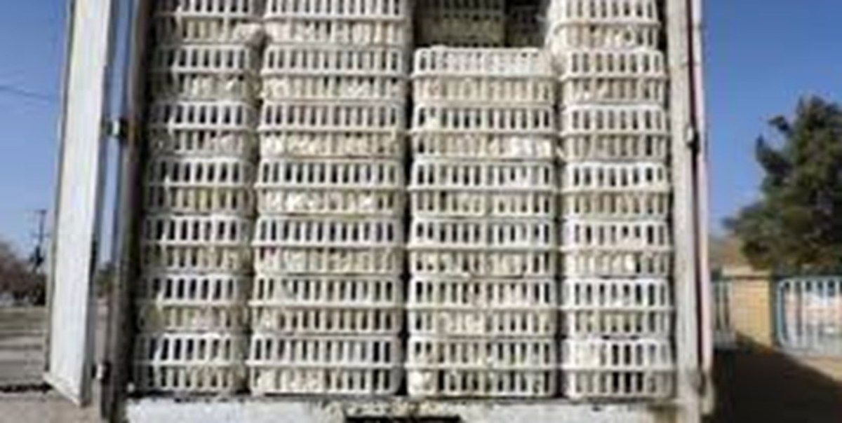 توقیف ۵ تُن مرغ زنده خارج از شبکه توزیع