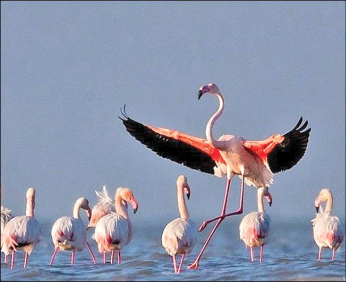 خطر دوباره بیخ گوش میانکاله