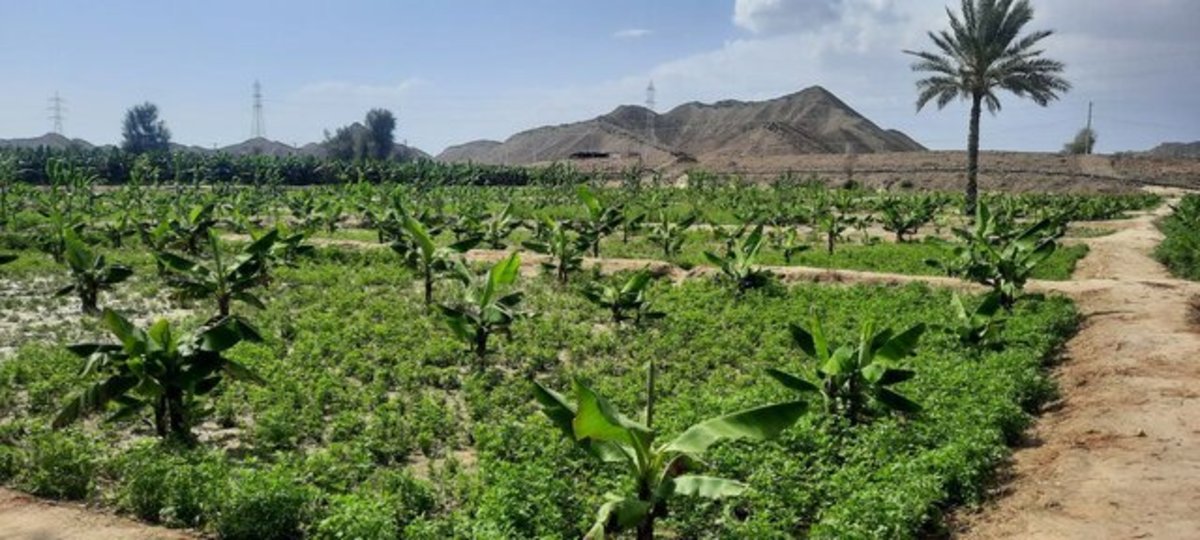 افزایش ۴۰۰ درصدی برنامه کشت قراردادی خوزستان