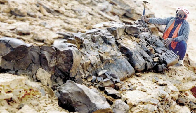 فسیل قارچ‌های غول آسای ۸ متری با قدمت ۴۰۰ میلیون سال کشف شد