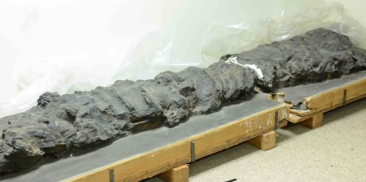 فسیل قارچ‌های غول آسای ۸ متری با قدمت ۴۰۰ میلیون سال کشف شد