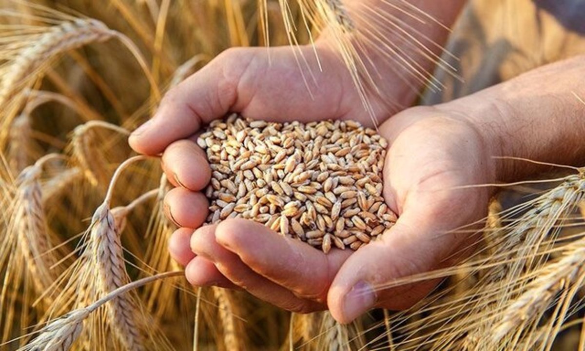 قیمت خرید گندم به نفع کشاورزان نیست