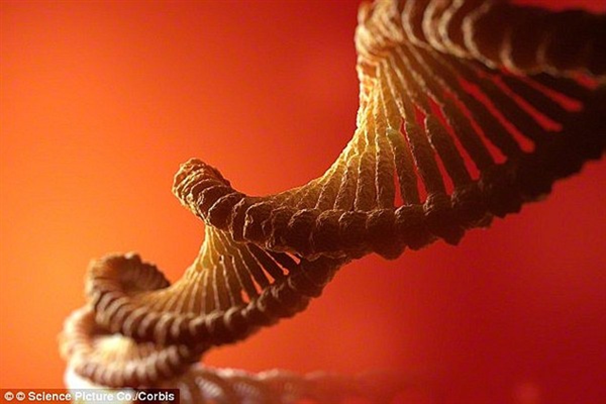 آیا می‌دانید ژن‌ها دارای حافظه هستند؟